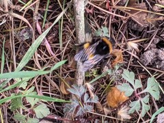 Bombus