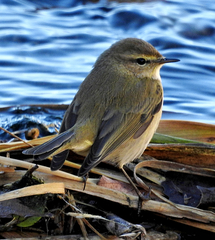 Phylloscopus collybita