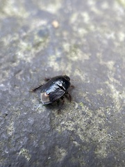 Pangaeus bilineatus