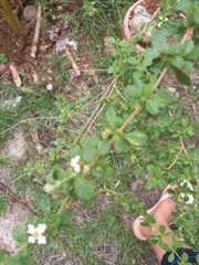 Lippia berlandieri