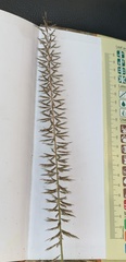 Pogonarthria squarrosa image