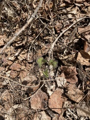 Thalictrum venulosum