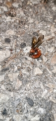 Dorylus fulvus