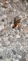 Dorylus fulvus