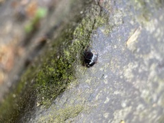 Pangaeus bilineatus