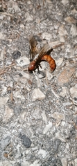 Dorylus fulvus
