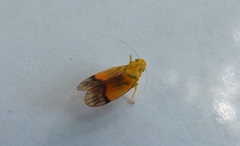 Neocoelidiinae