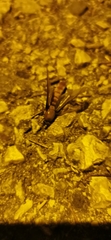 Dorylus fulvus