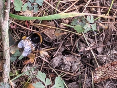 Bombus