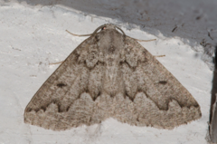 Sabulodes packardata