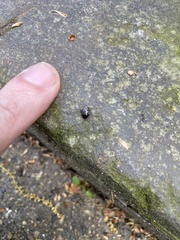 Pangaeus bilineatus
