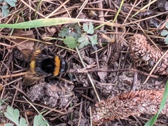 Bombus