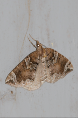 Eulithis xylina