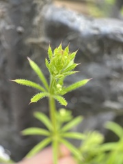 Galium
