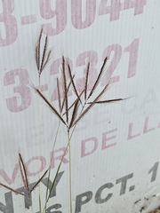 Dichanthium annulatum