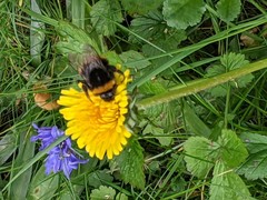 Bombus