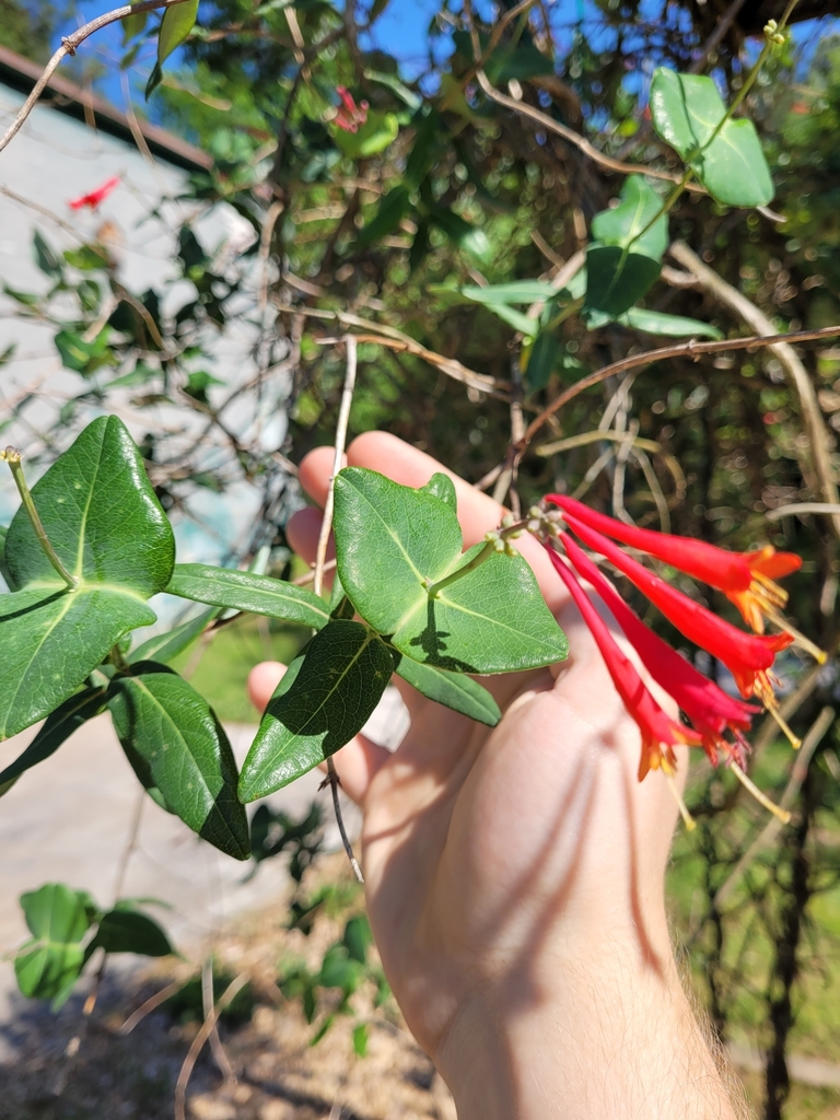 coral honeysuckle from North Garrett Road, Durham, NC, USA on April 30