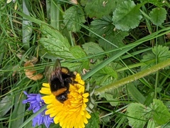 Bombus