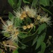 Syzygium cordatum - Photo (c) magdastlucia, algunos derechos reservados (CC BY-NC)
