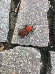 Rhynchophorus ferrugineus