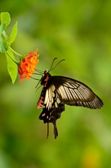 Pachliopta pandiyana