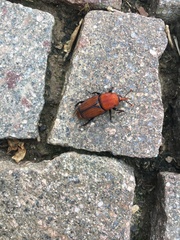Rhynchophorus ferrugineus