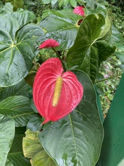 Anthurium andraeanum