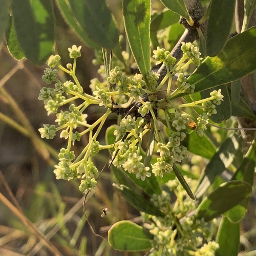 Gymnosporia senegalensis image