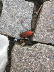 Rhynchophorus ferrugineus