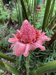 Etlingera elatior
