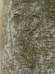 Zimmermannia liebwerdella