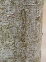 Zimmermannia liebwerdella