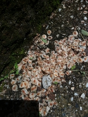 Ulmus