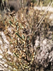 Psammotropha anguina