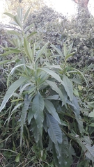 Asteraceae