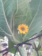 Asteraceae
