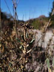 Psammotropha anguina