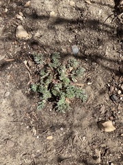 Corydalis aurea aurea