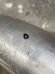 Adalia bipunctata