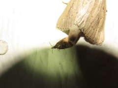 Platynota flavedana