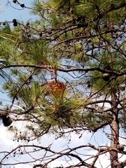 Cronartium conigenum