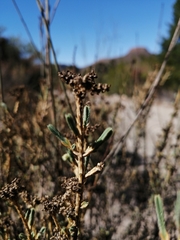 Psammotropha anguina