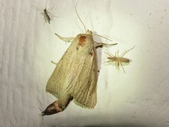 Platynota flavedana
