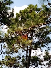 Cronartium conigenum