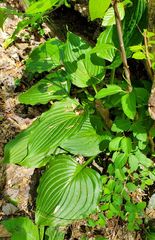 Hosta ventricosa