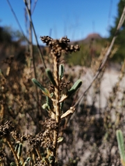 Psammotropha anguina