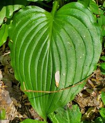 Hosta ventricosa