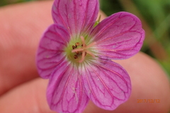Geranium flanaganii
