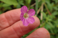 Geranium flanaganii