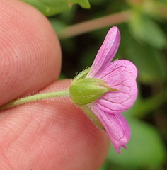 Geranium flanaganii